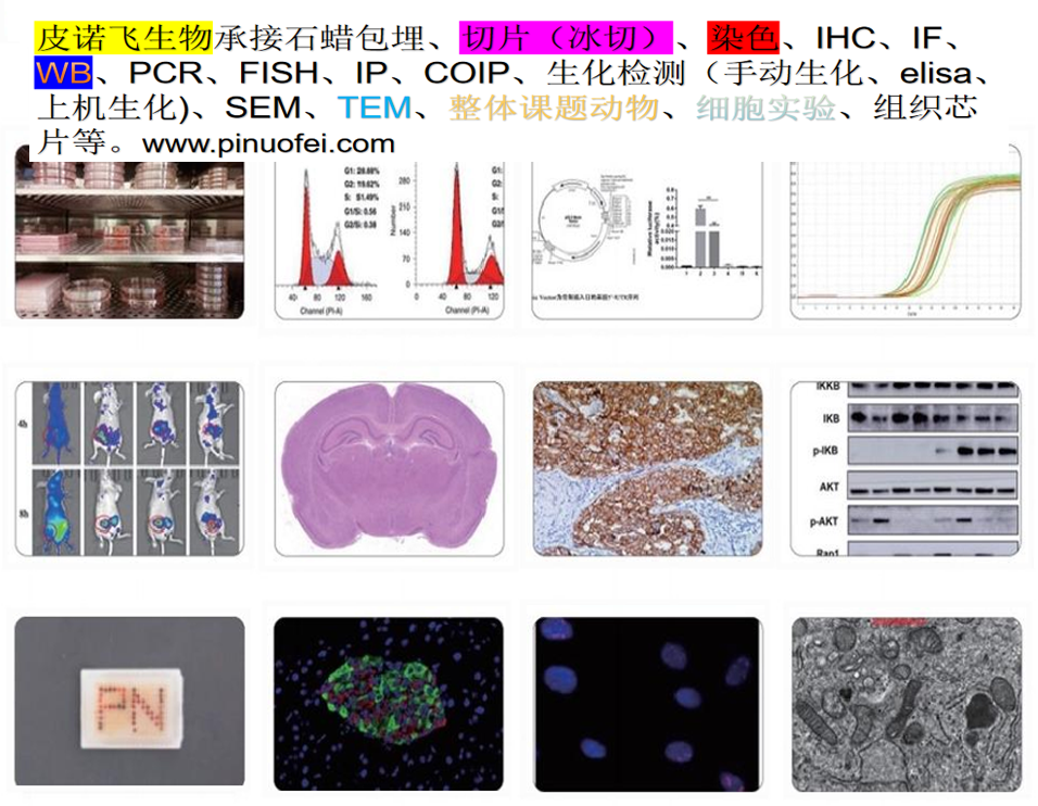 懂得：慢性胃溃疡的病理实验概述